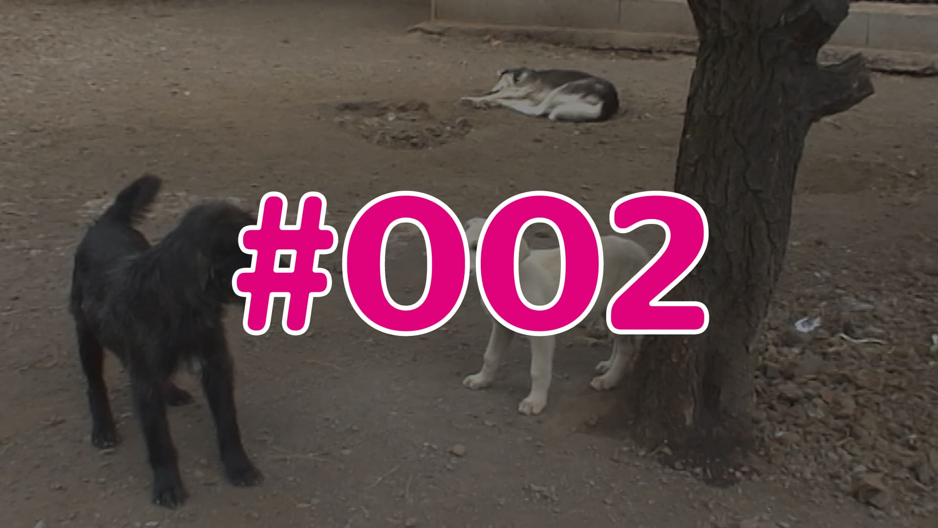 #002 - Wissens-Check