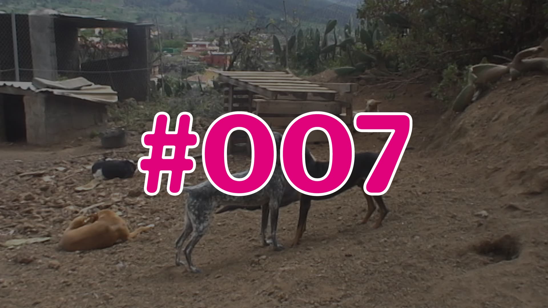 #007 - Wissens-Check