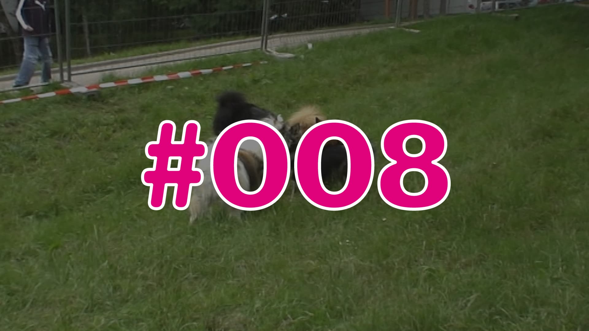 #008 - Wissens-Check