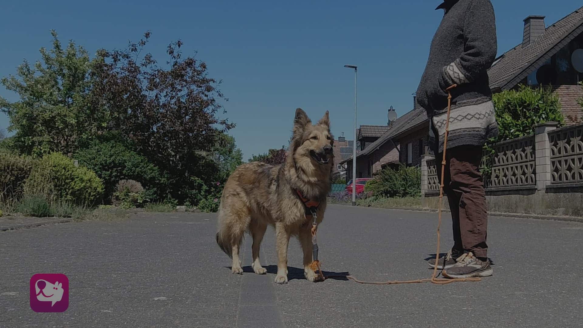 Abgesenkte Rutenhaltung