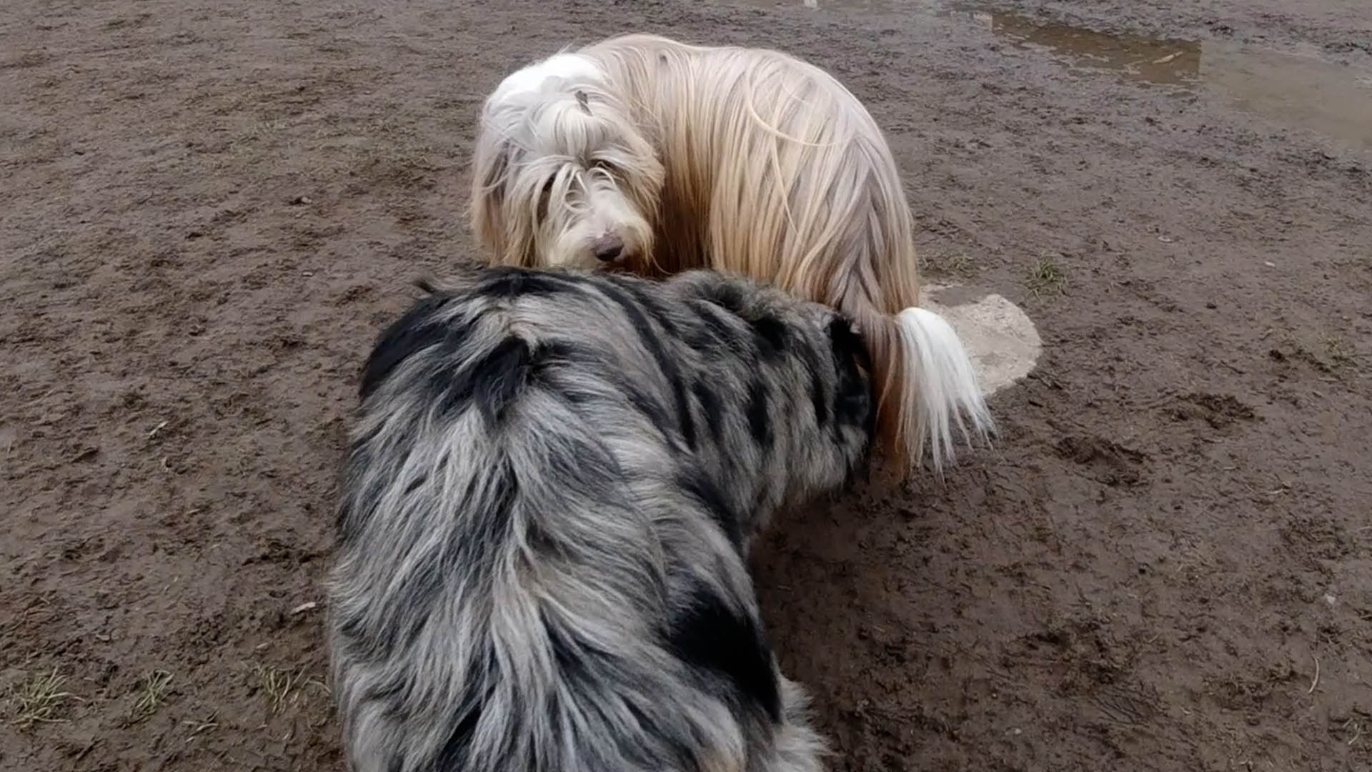 Mein Hund hört nicht