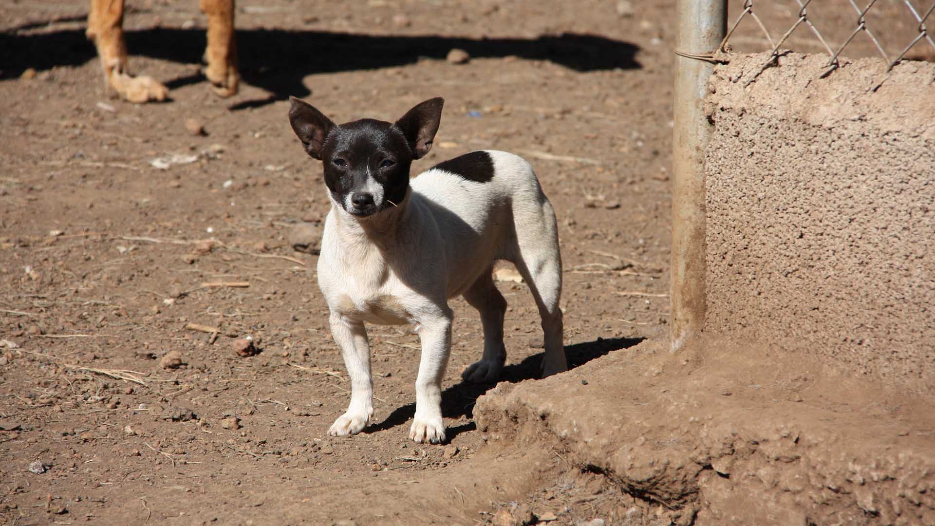 Strassenhund spielt nicht