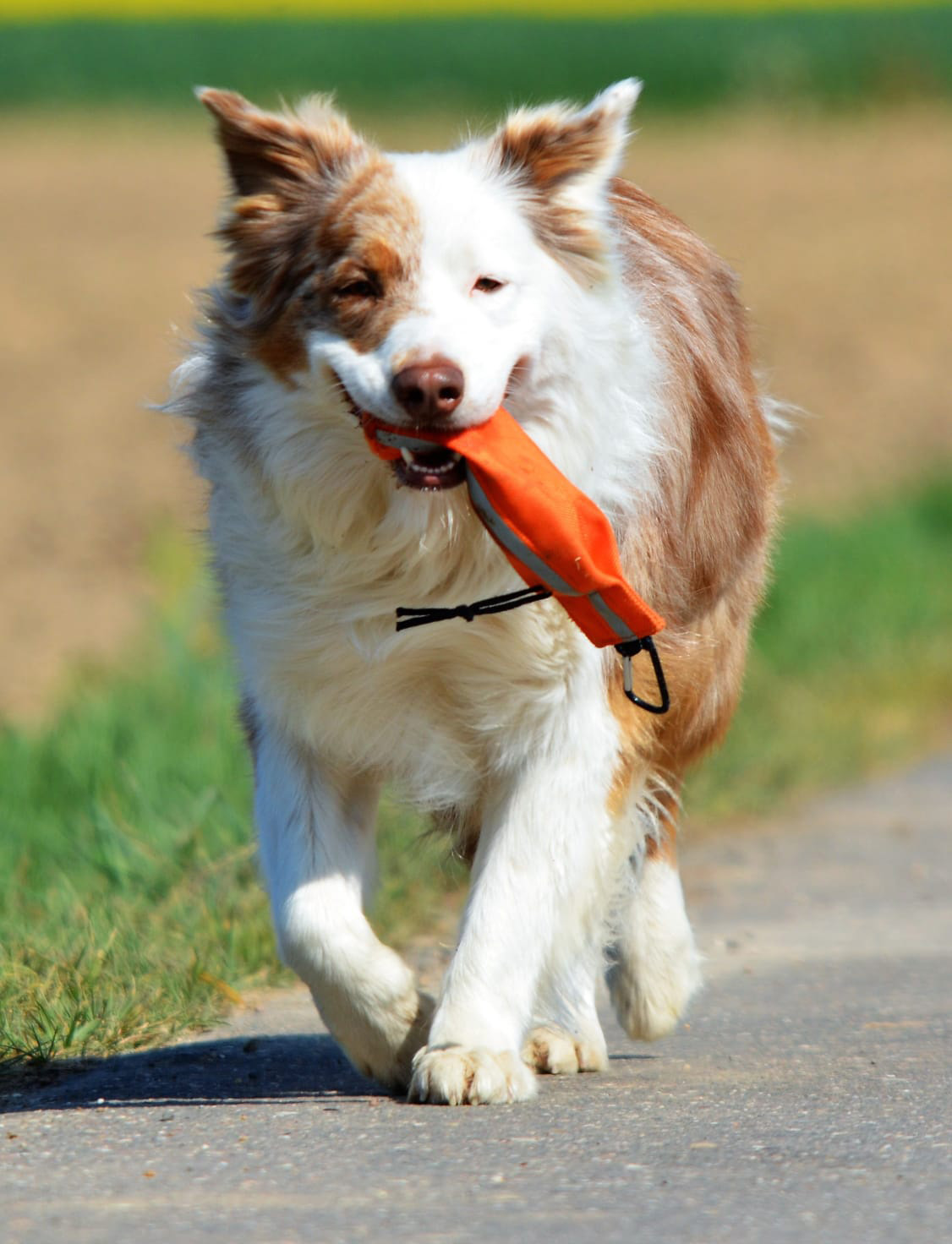 Geht mein Hund Jagen?